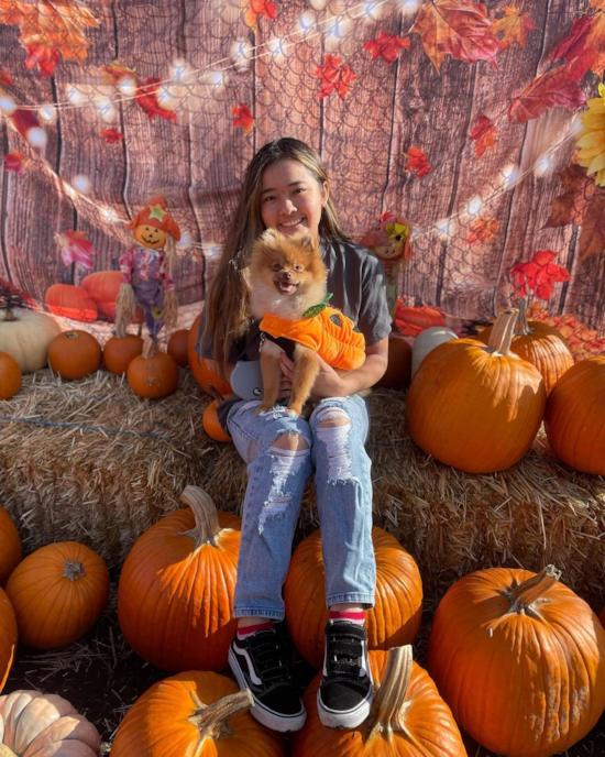 Fluffy Pomeranian Purebred Pup