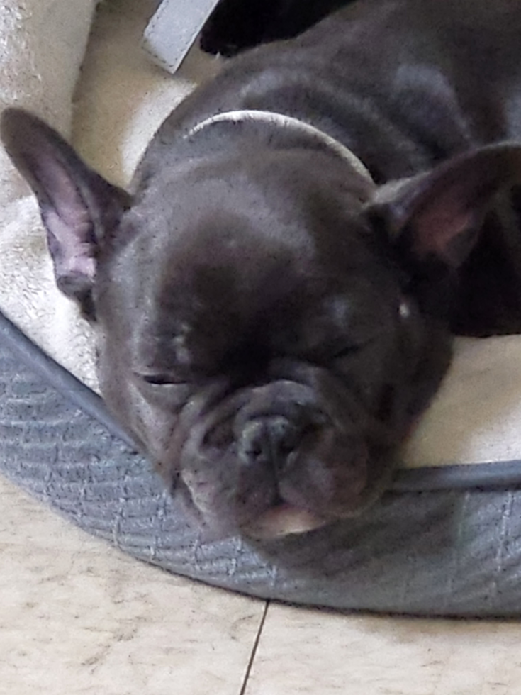 French Bulldog Being Cute