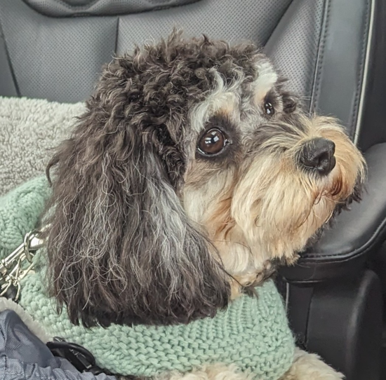 Cavapoo Pup