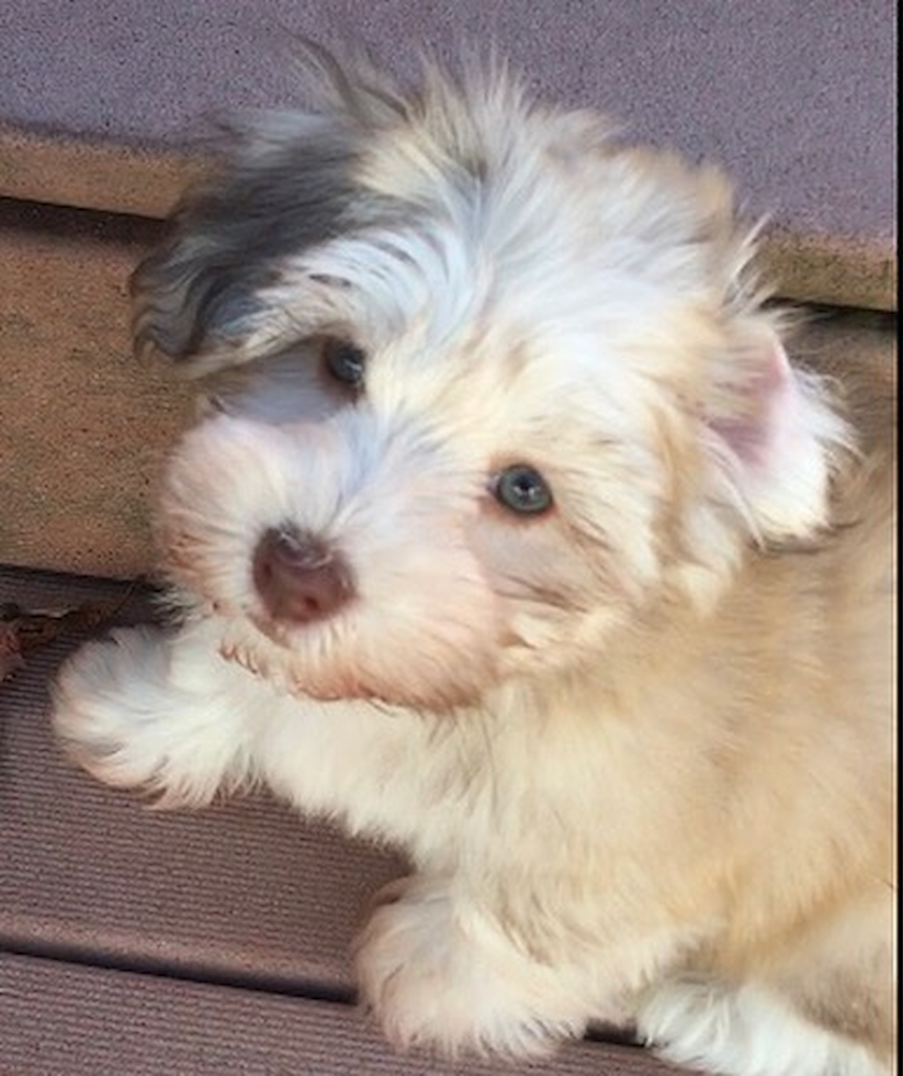 Energetic Havanese Pup in Rockland MA