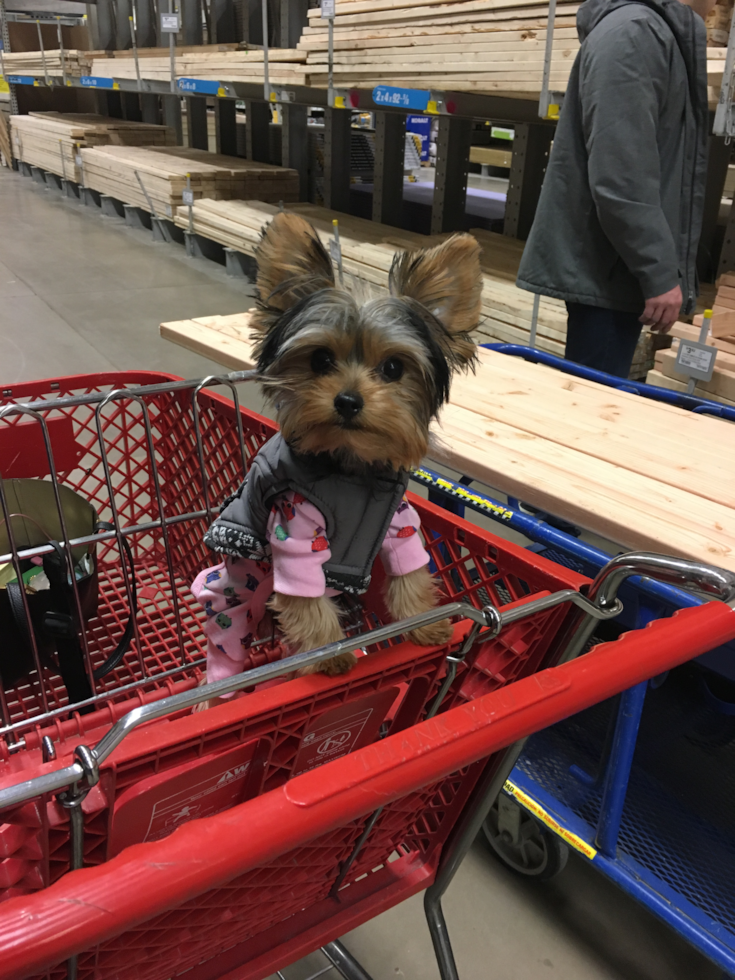 Mill Hall Yorkshire Terrier Pup