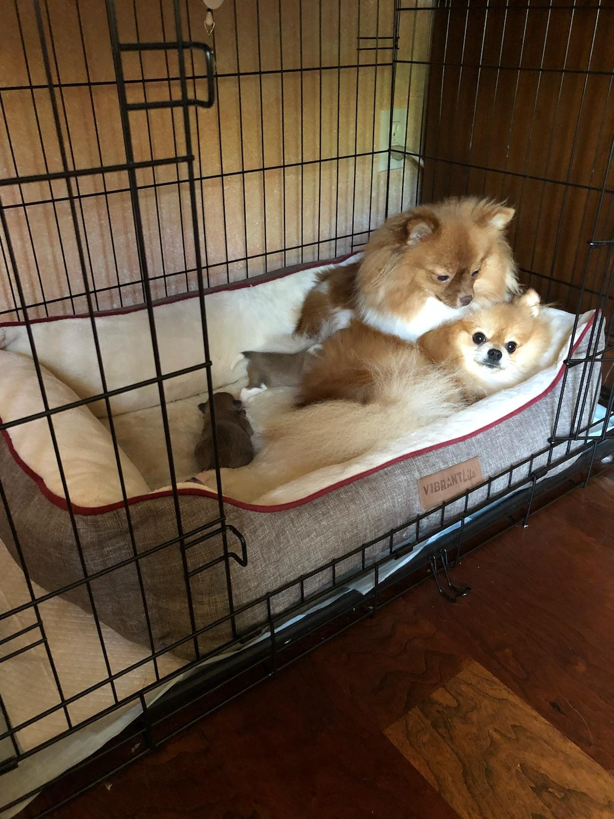 Funny Pomeranian Baby