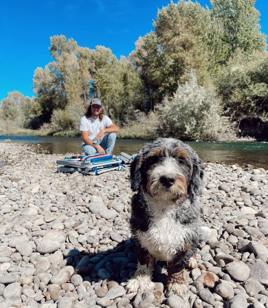 Happy Mini Bernedoodle Pup