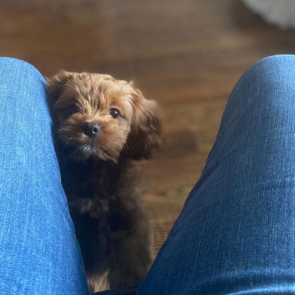 New York Cavapoo Pup