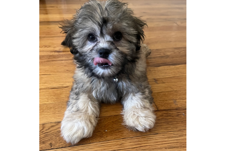 Teddy Bear Pup Being Cute