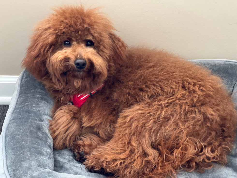 Small Mini Goldendoodle Pup in Indianapolis IN