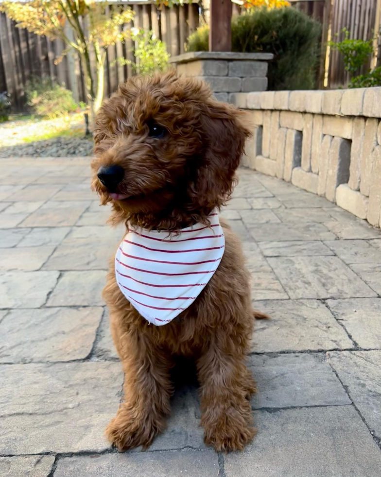 Sweet Mini Goldendoodle Pup