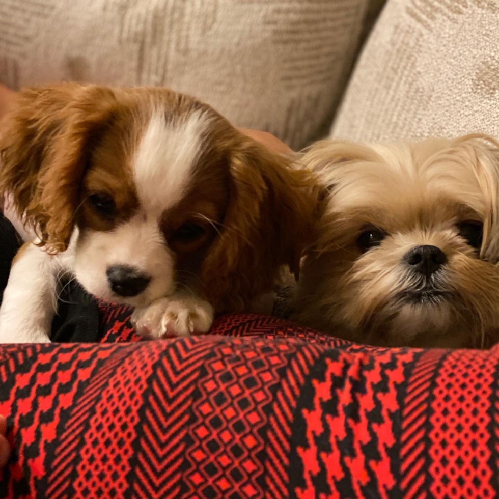 Petite Cavalier King Charles Spaniel Pup in Franklin TN