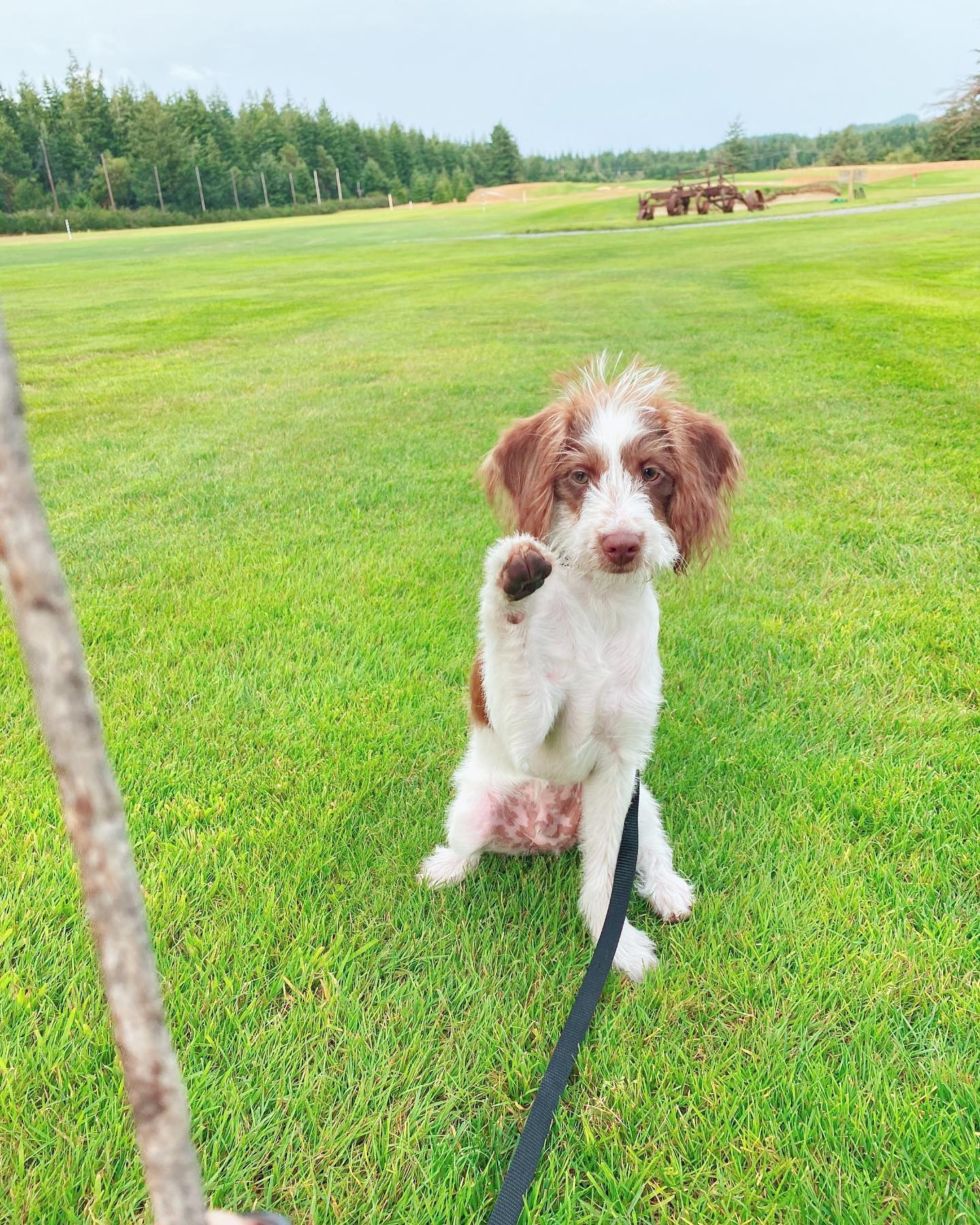 Energetic Labrador Poodle Mix Puppy