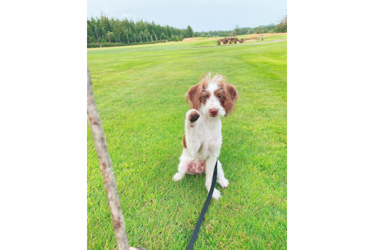 Energetic Labrador Poodle Mix Puppy