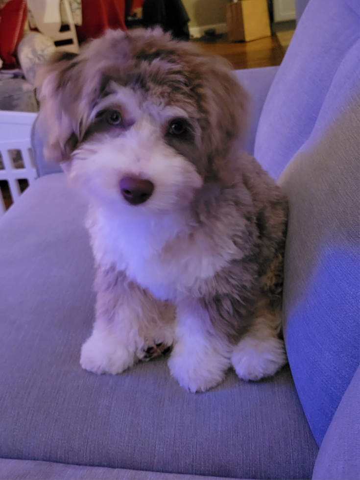 Hypoallergenic Australian Designer Pup