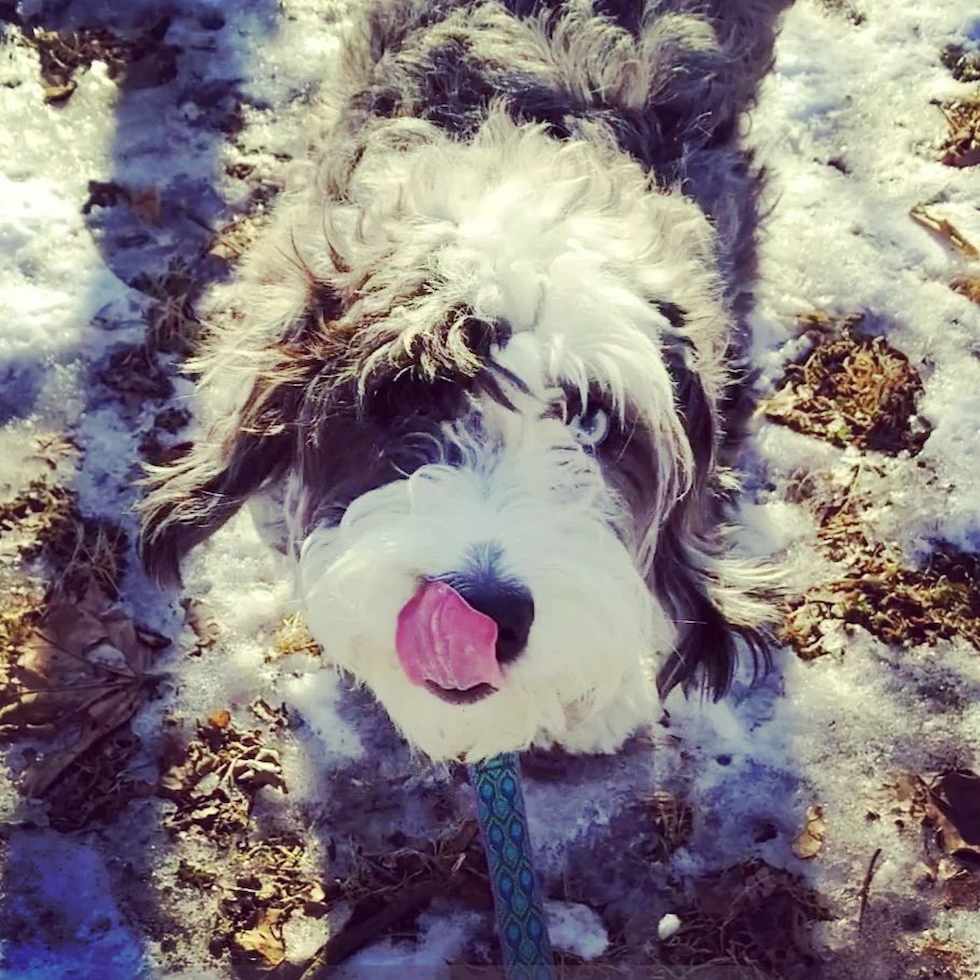 Small Mini Bernedoodle Pup