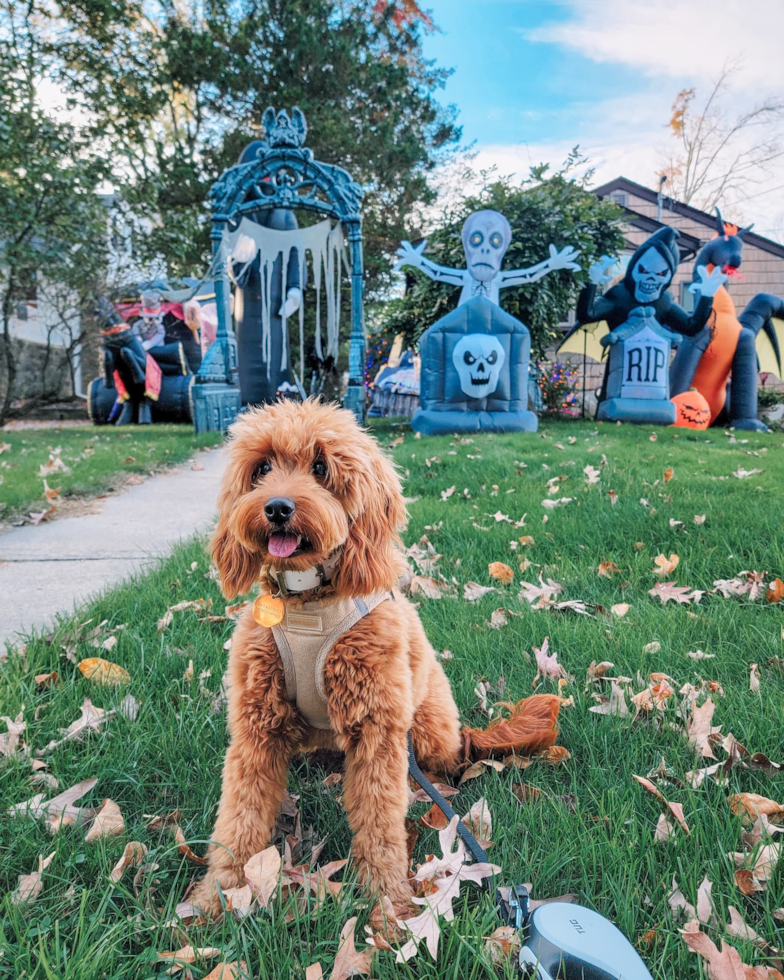 Sweet Mini Goldendoodle Pup in Hopatcong NJ