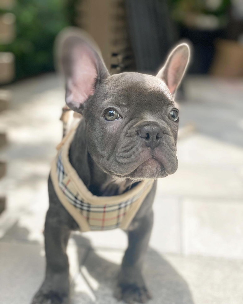 Happy French Bulldog Pup in Miramar FL