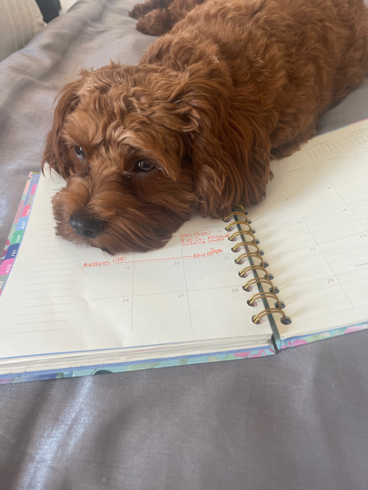 Cute Cavapoo Pup in