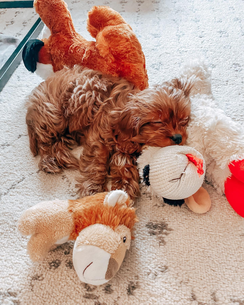 NEW YORK Cavapoo Pup