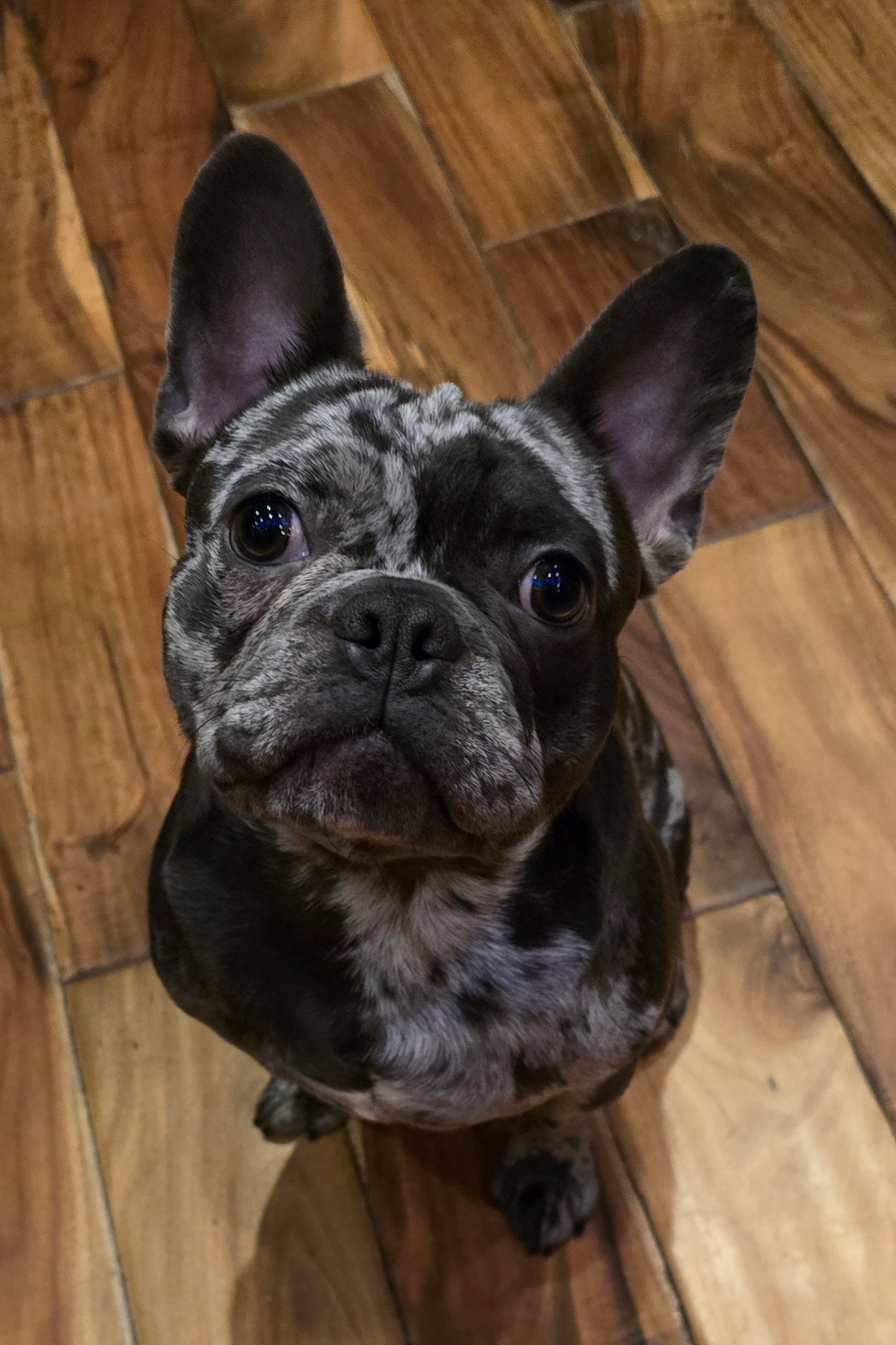 Friendly French Bulldog Baby