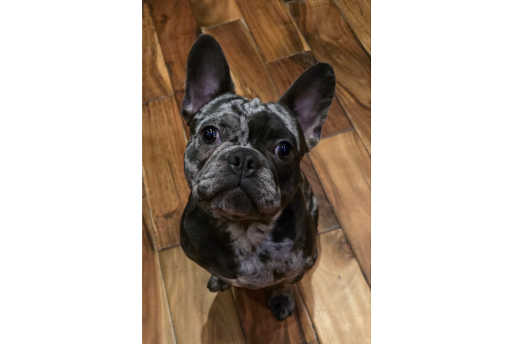 Friendly French Bulldog Baby