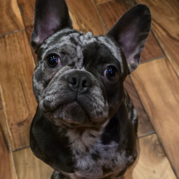 French Bulldog Being Cute