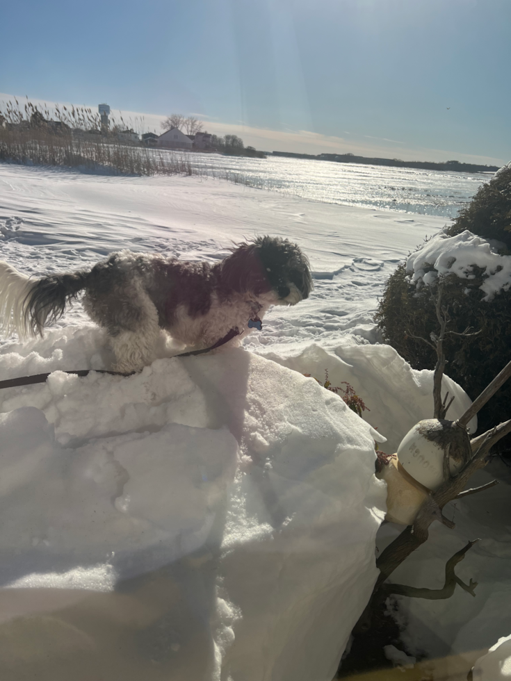 Cavapoo Being Cute
