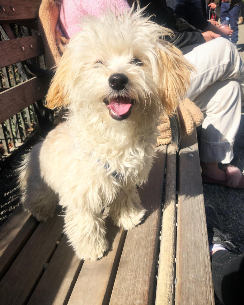 Small Maltipoo Pup