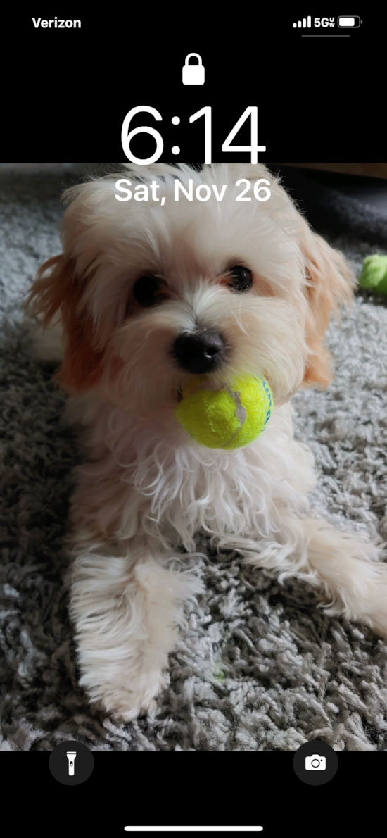 Smart Maltipoo Poodle Mix Pup