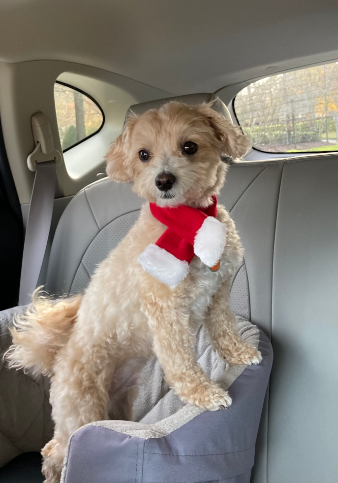 Chesapeake Maltipoo Pup