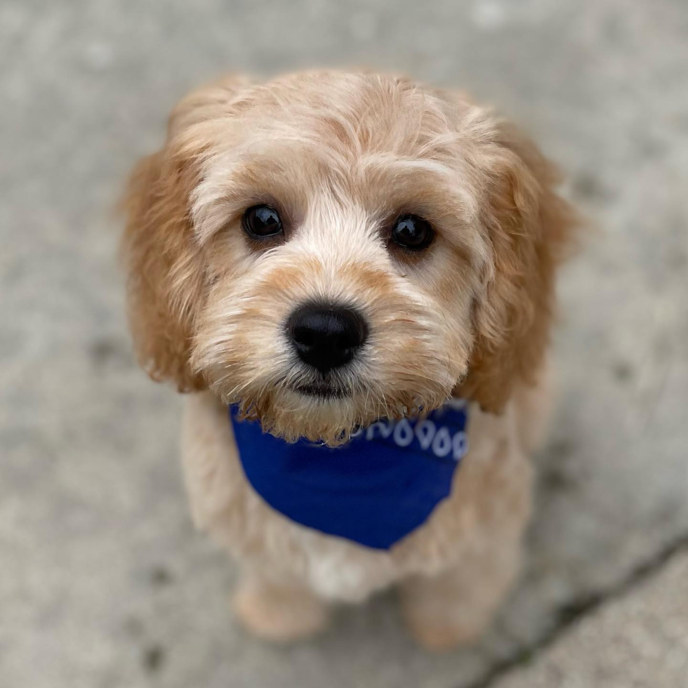 Playful Cavoodle Poodle Mix Pup