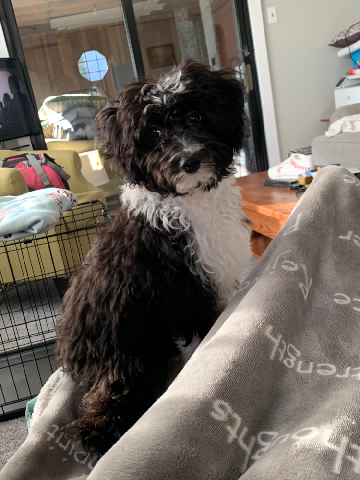 Friendly Mini Aussiedoodle Pup in