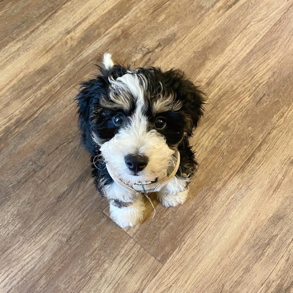 Sweet Mini Bernedoodle Pup in El Cerrito CA