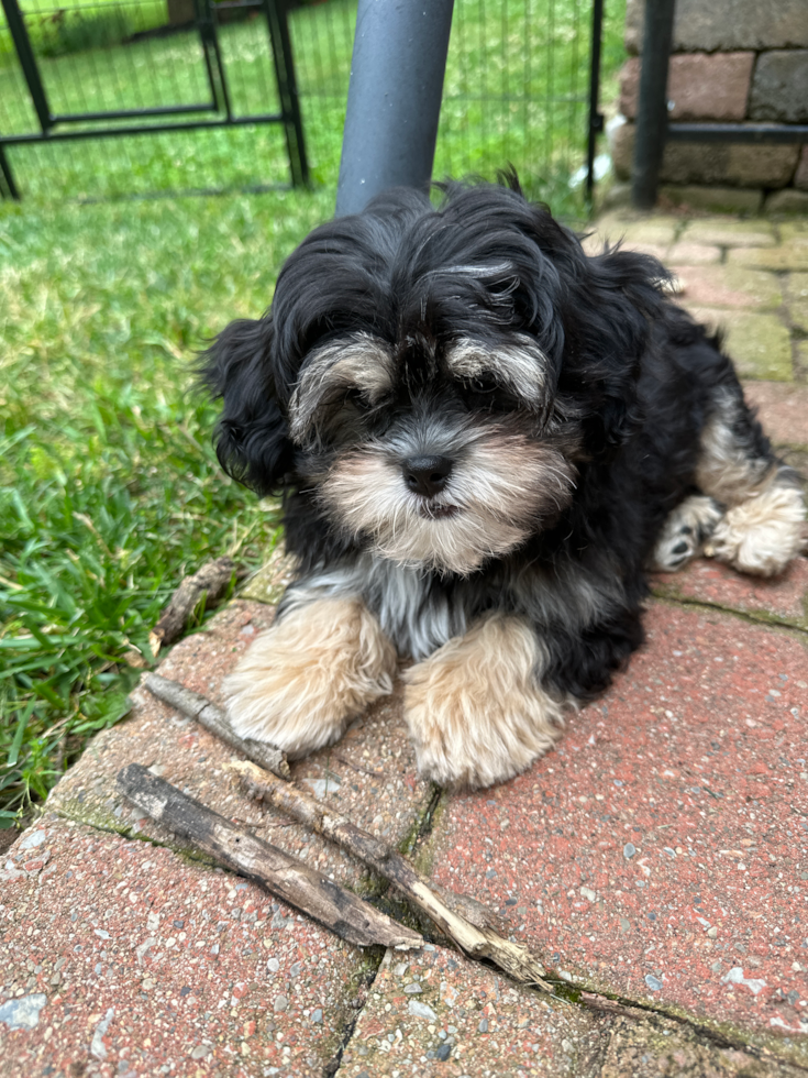 Friendly Shih Poo Pup