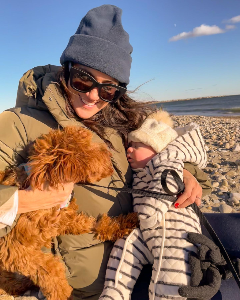 Cute Cavapoo Pup