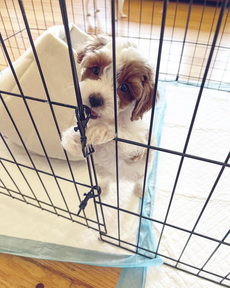 Hypoallergenic Cavoodle Poodle Mix Pup