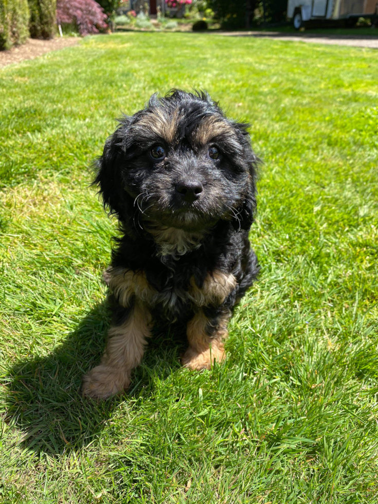 Cavapoo Being Cute