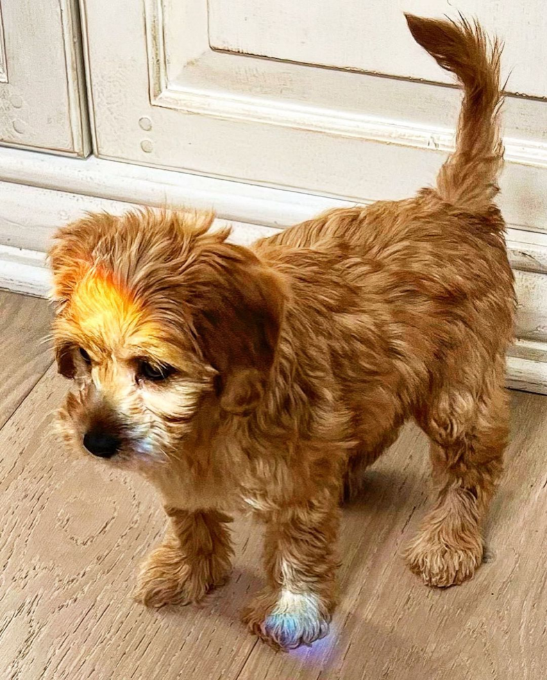 Mini Goldendoodle Being Cute