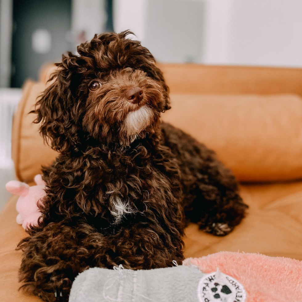 Popular Poodle Pup