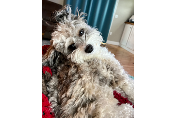 Best Mini Aussiedoodle Baby