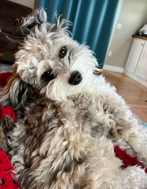 Mini Aussiedoodle Being Cute