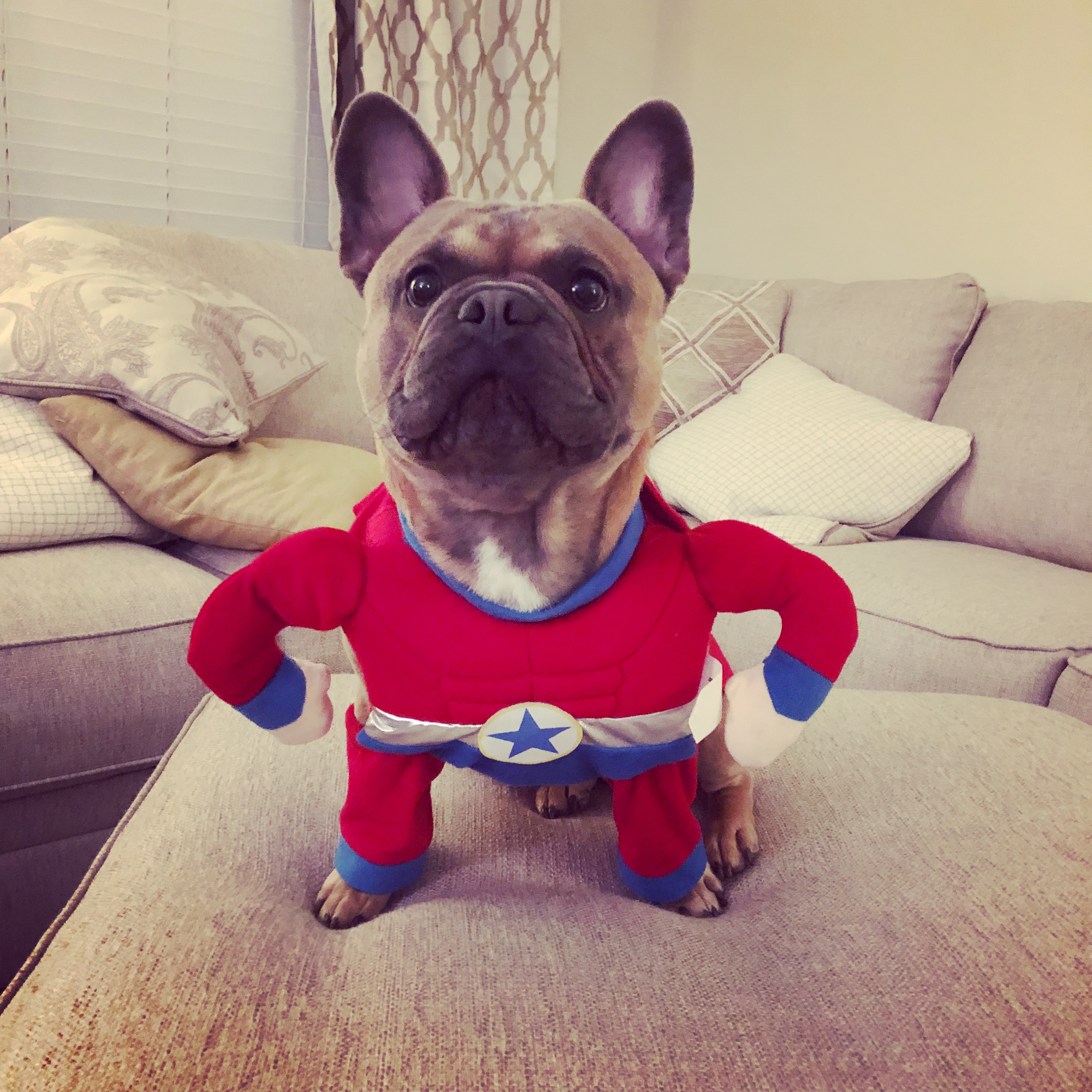 Playful French Bulldog Baby