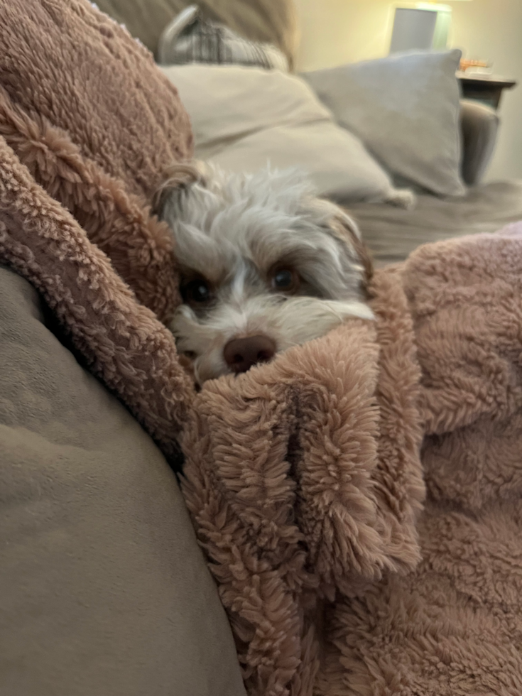 Mini Aussiedoodle Being Cute