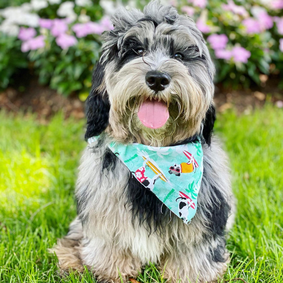 Sweet Mini Sheepadoodle Pup in Louisville KY