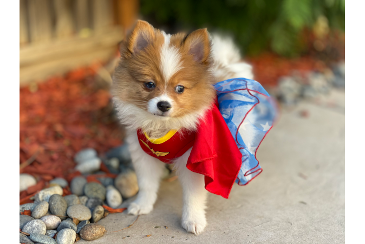 Playful Pomeranian Purebred Pup