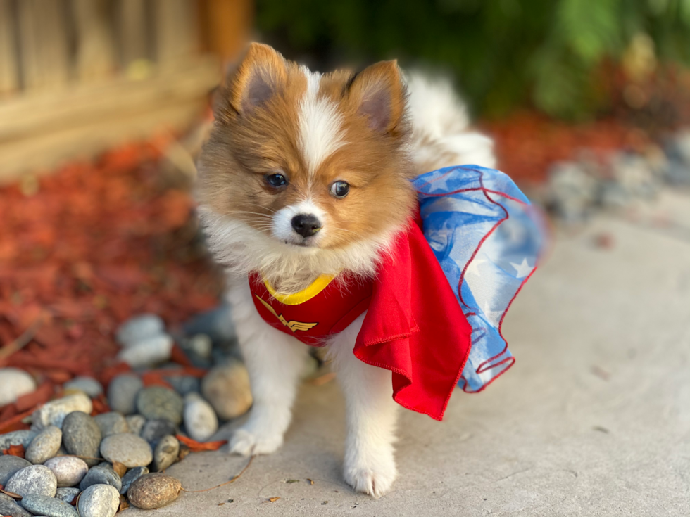 Friendly Pomeranian Purebred Pup