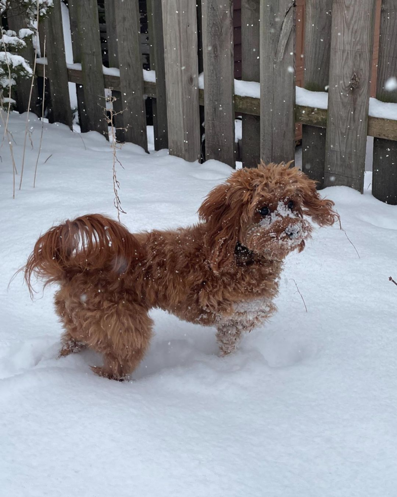 Little Cavoodle Poodle Mix Pup