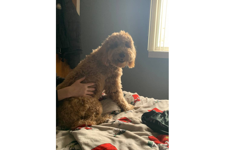 Fluffy Mini Goldendoodle Poodle Mix Pup