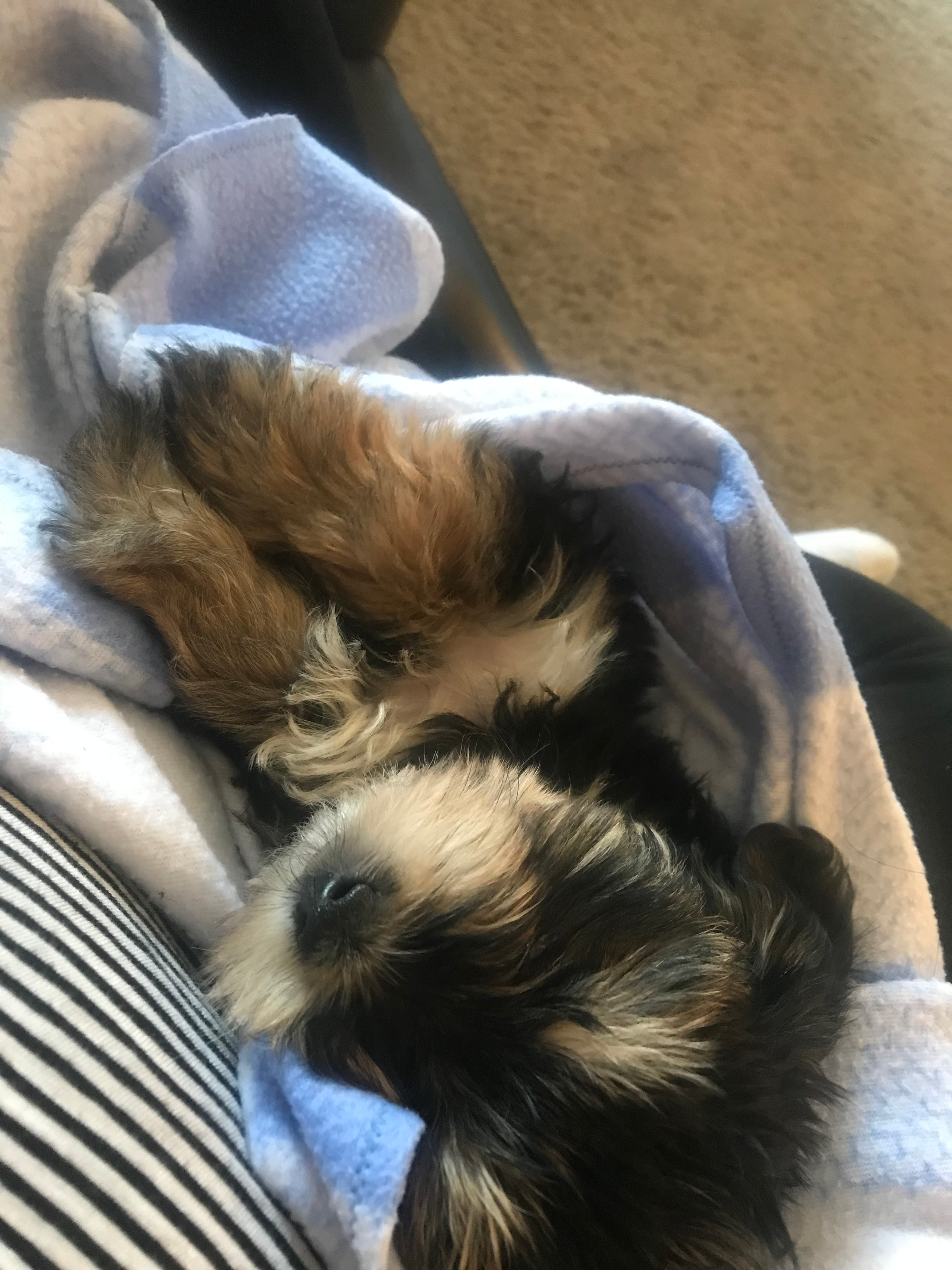 Morkie Pup Being Cute