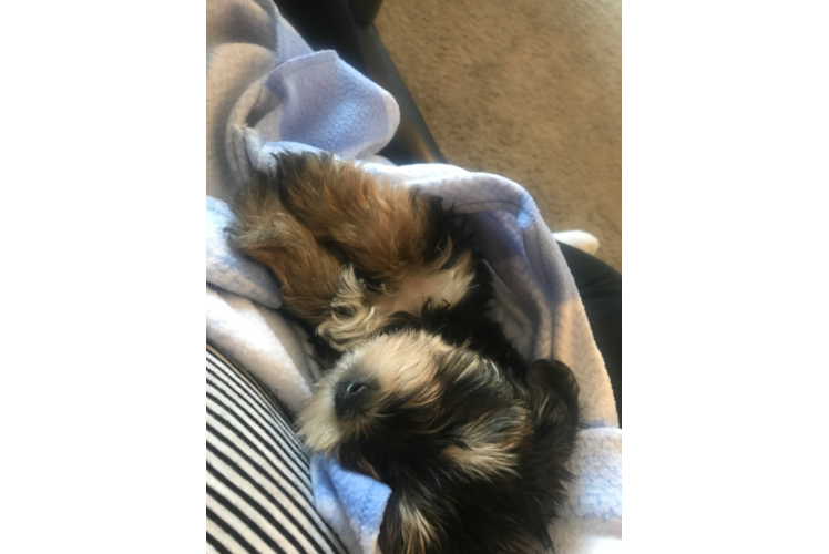 Morkie Pup Being Cute