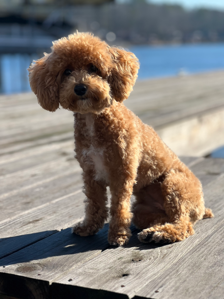 Friendly Poochon Pup