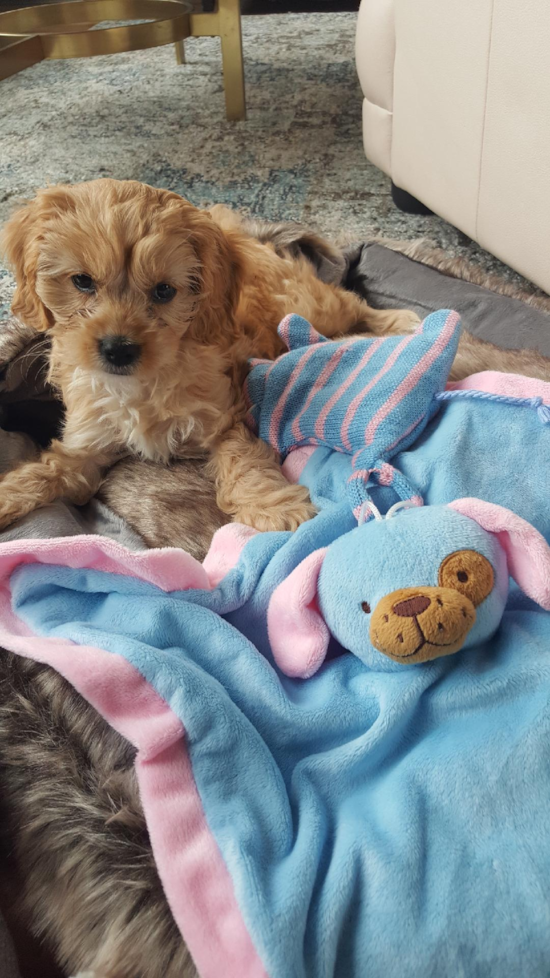 Cavapoo Being Cute