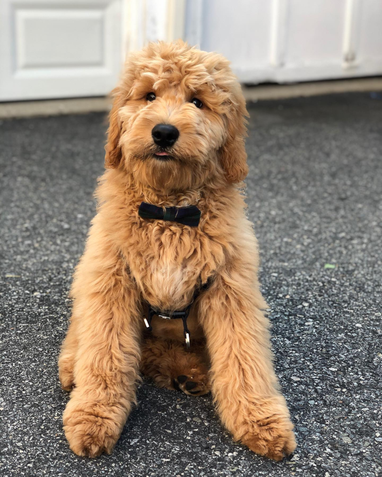 Mini Goldendoodle Being Cute